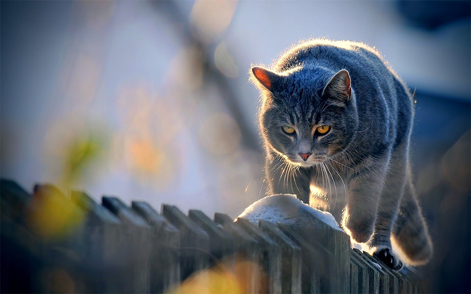 «Эрмитажные» кошки завода